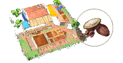 Cocoa Plantation